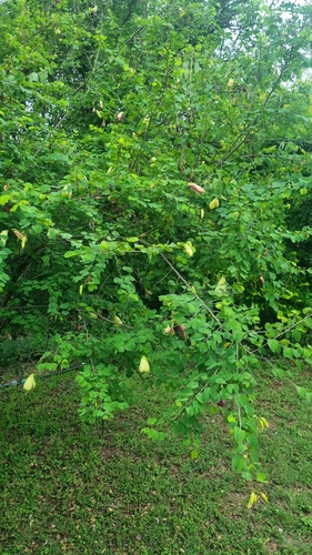 Bauhinia tomentosa