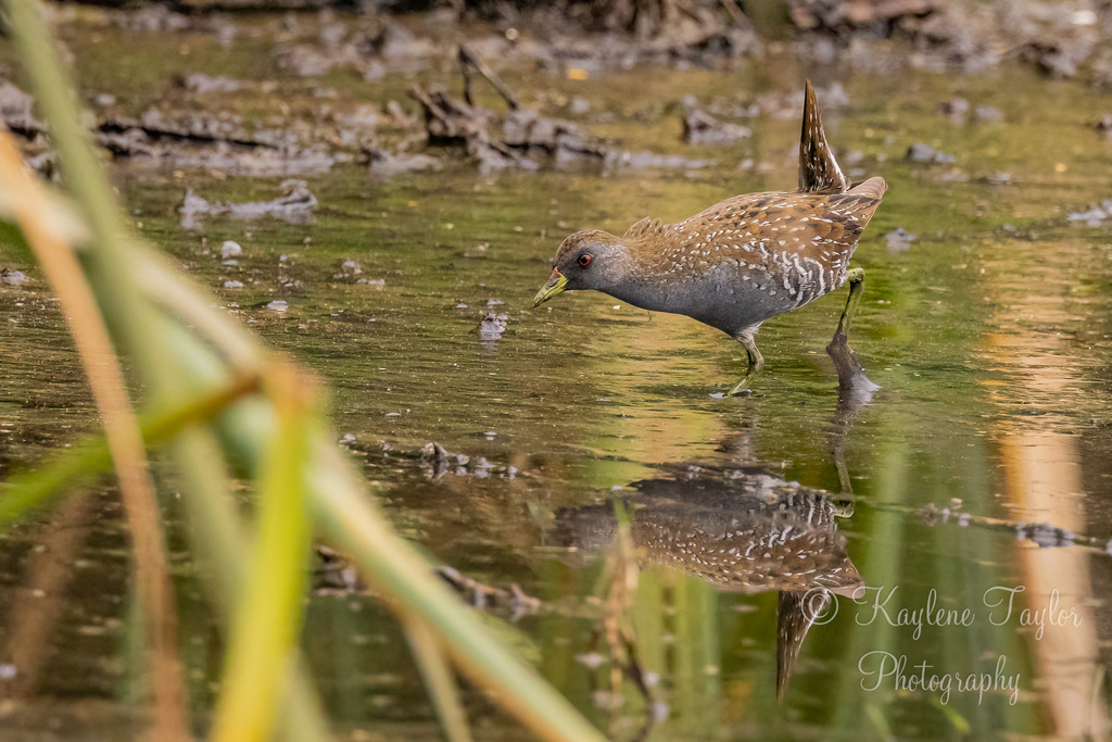 Australian Crake from Perth WA, Australia on December 7, 2023 at 09:36 ...