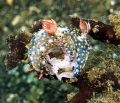 Hypselodoris roo