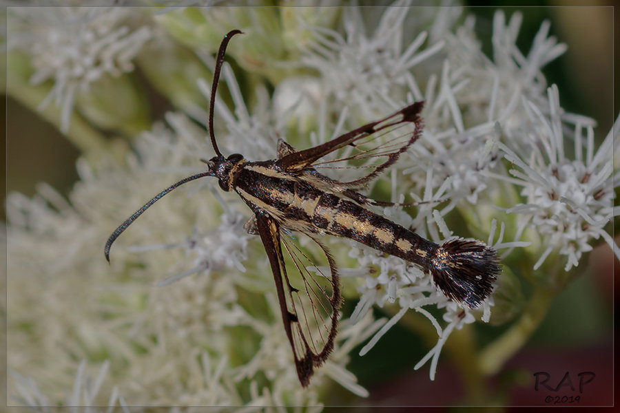 Carmenta wagneri