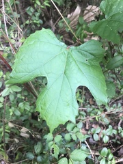 Vitis palmata