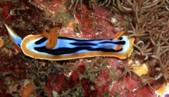 Chromodoris strigata