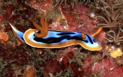 Chromodoris strigata