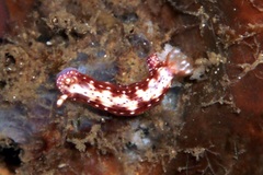 Hypselodoris decorata