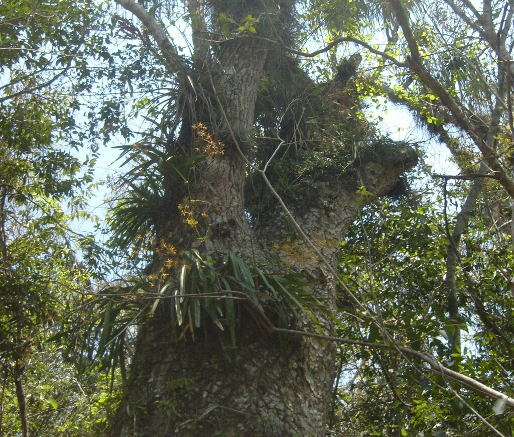 Encyclia parviflora from Cd Valles, S.L.P., México on May 21, 2009 at ...