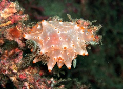 Halgerda batangas