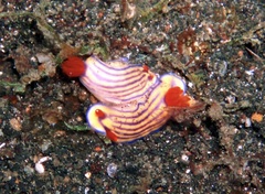 Hypselodoris whitei