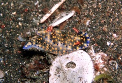 Hypselodoris infucata