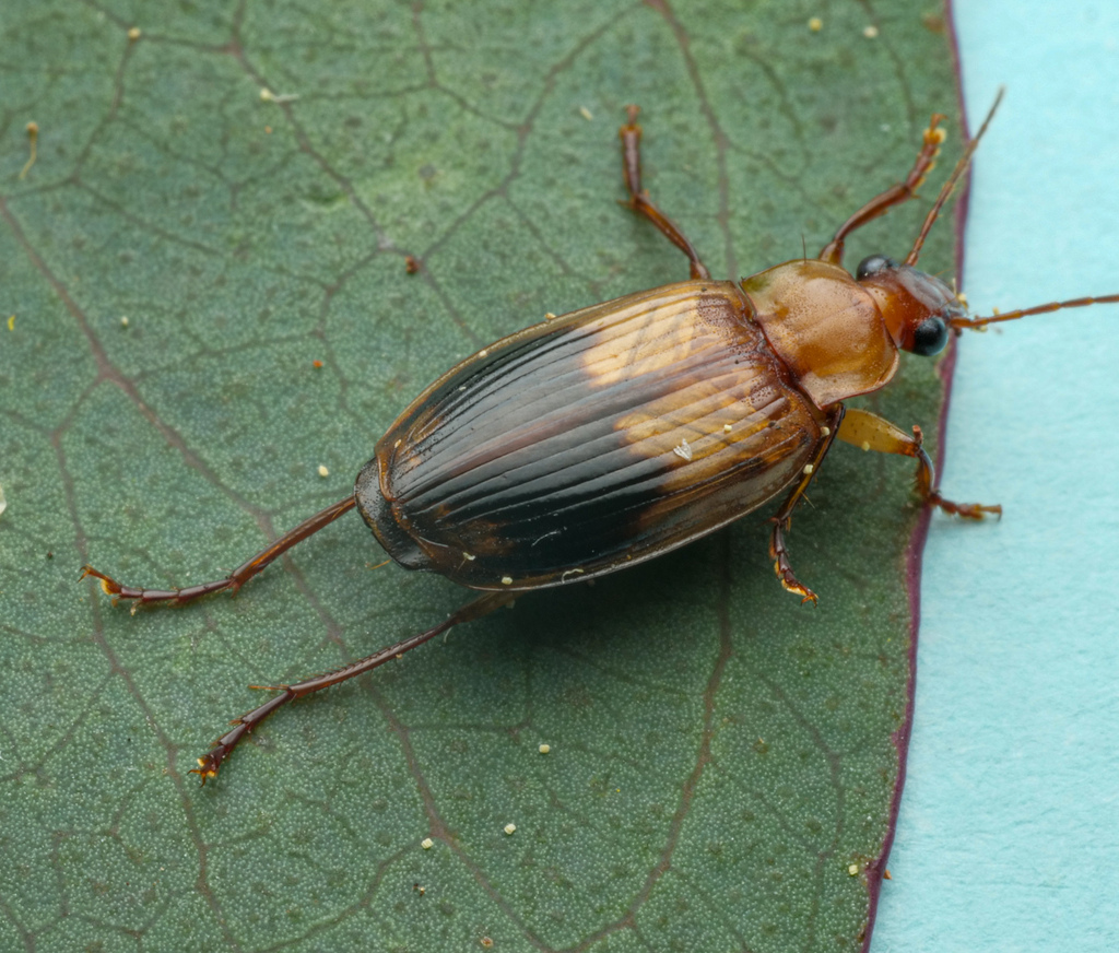 Sarothrocrepis