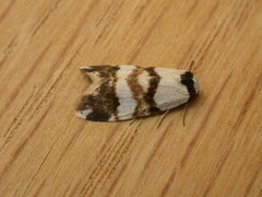 Thallarcha albicollis