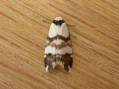 Thallarcha albicollis