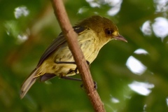 Vireo pallens