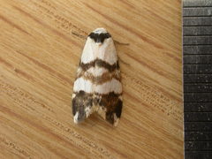 Thallarcha albicollis