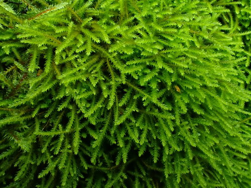 Patent Leskea Moss (Lescuraea patens)