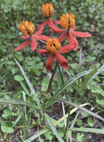 Stathmostelma rhacodes