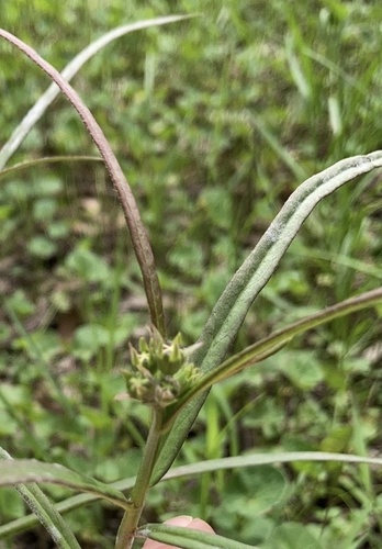 Stathmostelma rhacodes