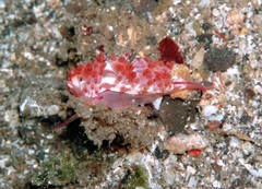 Coryphellina flamma