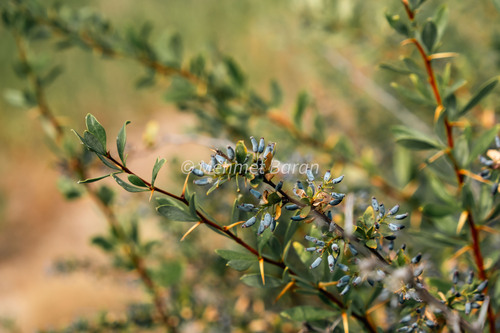 Berberis crataegina