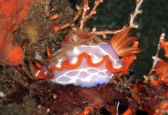 Hypselodoris iacula