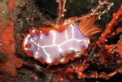 Hypselodoris iacula