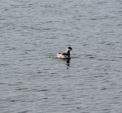 Podiceps auritus
