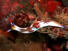 Nembrotha chamberlaini