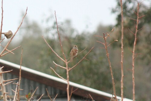 White-throated Sparrow photographed in California
