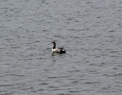Podiceps auritus