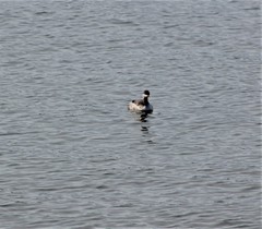 Podiceps auritus