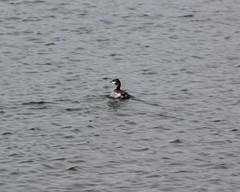 Podiceps auritus