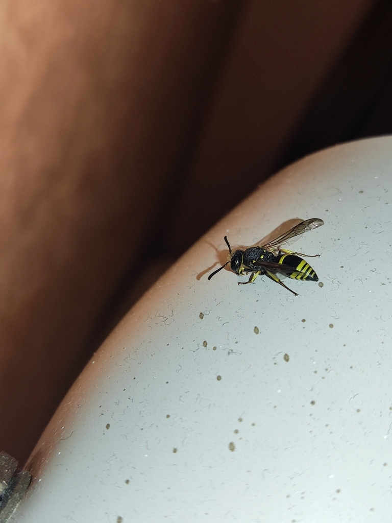 European tube wasp from Waitomo, NZWK, NZ on December 19, 2023 at 09