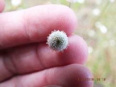 Syngonanthus flavidulus image