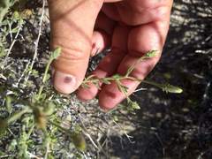 Brickellia frutescens