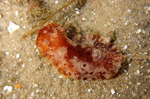 Representative image of Discodoris stellifera