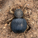 Amiantus costipennis - Photo (c) Vaughan Jessnitz, some rights reserved (CC BY-NC), uploaded by Vaughan Jessnitz