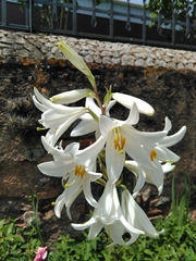 Lilium candidum