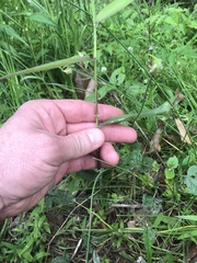 Dichanthelium dichotomum