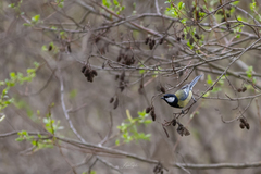 Parus major