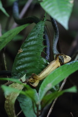 Philothamnus thomensis