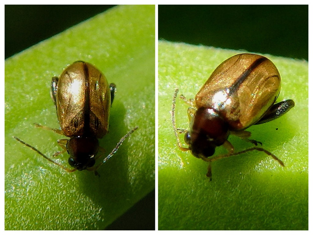 Longitarsus aeneicollis