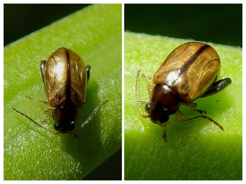 Representative image of Longitarsus aeneicollis