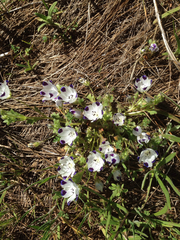 Nemophila maculata