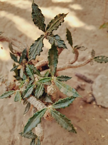 Euphorbia tulearensis