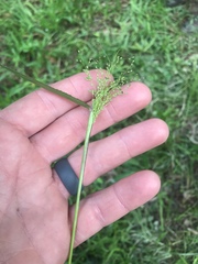 Dichanthelium dichotomum