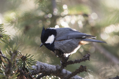 Rufous-Naped Tit photo 3