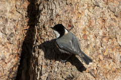 Rufous-Naped Tit photo 4