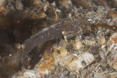 Acanthosphex leurynnis