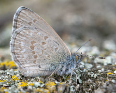 Zizina otis labradus