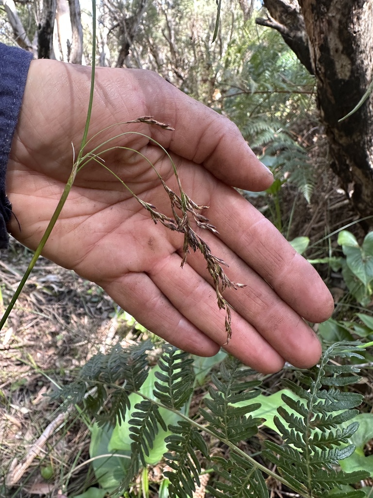 Machaerina laxa