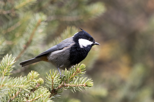Periparus rufonuchalis (Blyth, 1849)